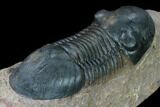 Bargain, Paralejurus Trilobite - Morocco #171491-3